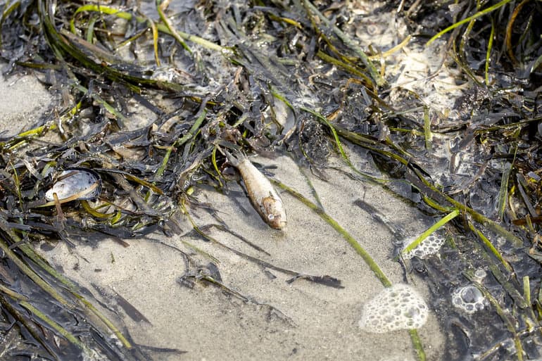 Johnny Pedersen/Ritzau Scanpix