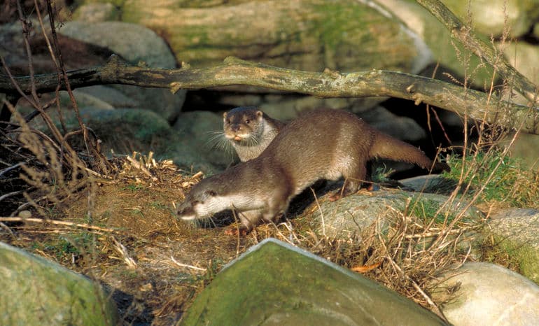 Kirkholt Photo/Polnature/Ritzau Scanpix